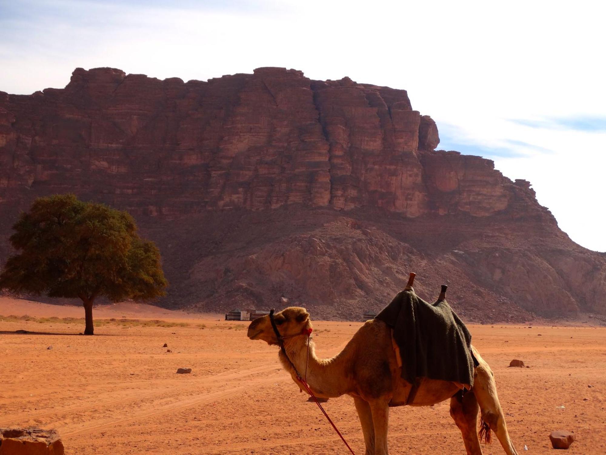 Wadi Rum View Camp מראה חיצוני תמונה